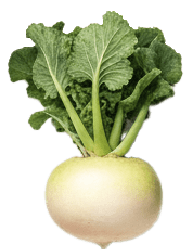 首都圏を支える、絶好の物流拠点